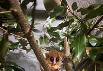 Shaldon is first UK zoo to house rare mouse lemur